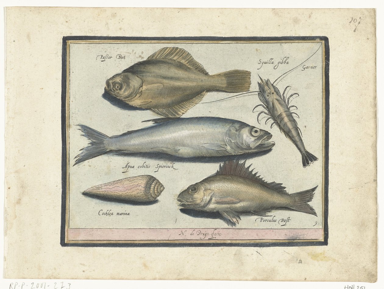 Platija, camarones, eperlanos y pos. Libelivs miscelánea Genera piscium complectens (título de la serie) Peces de agua dulce, peces marinos, ranas, crustáceos y criaturas marinas (título de la serie) de Nicolaes de Bruyn