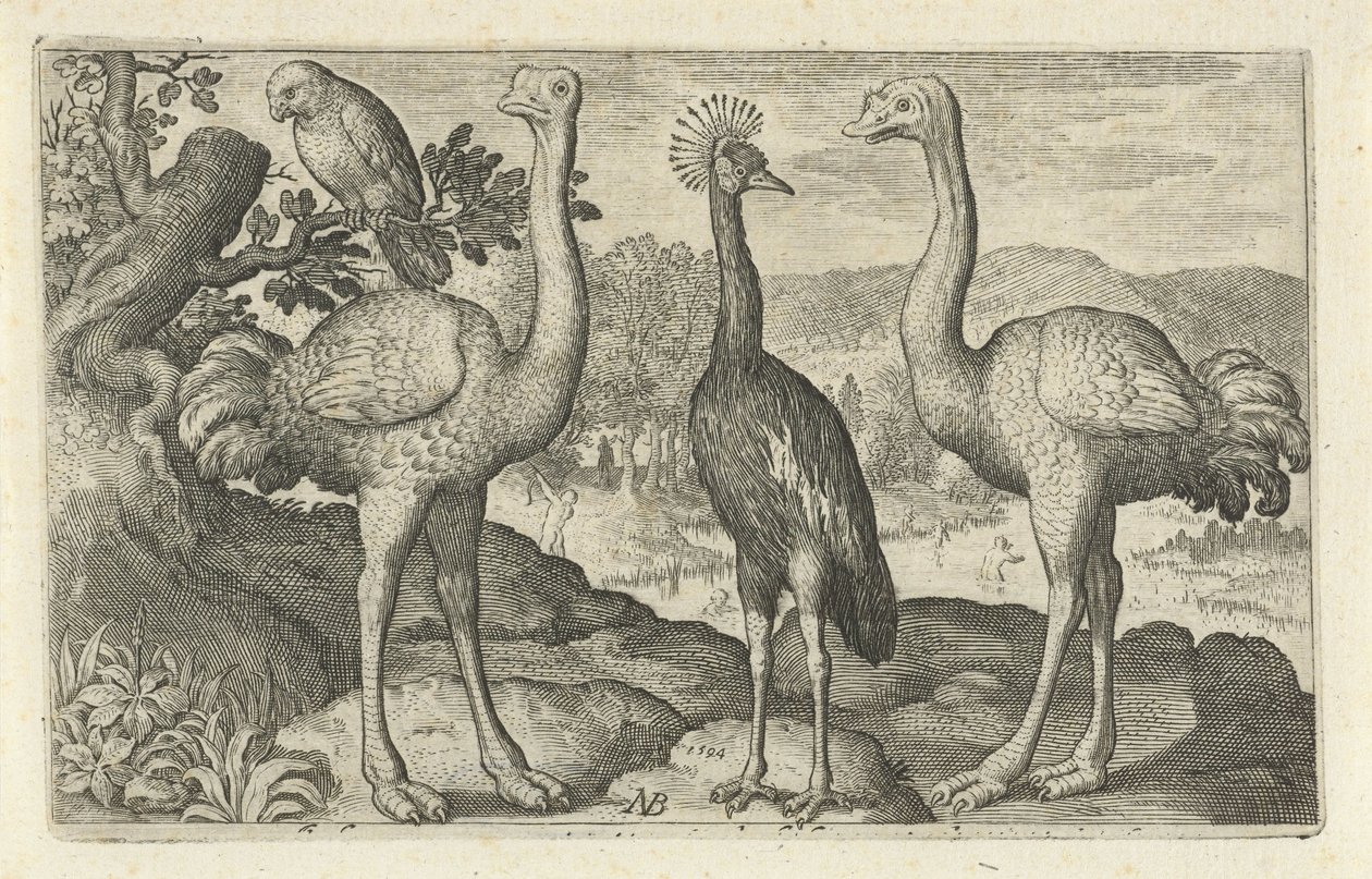 Grulla coronada entre dos avestruces Pájaros e insectos (título de la serie) de Nicolaes de Bruyn