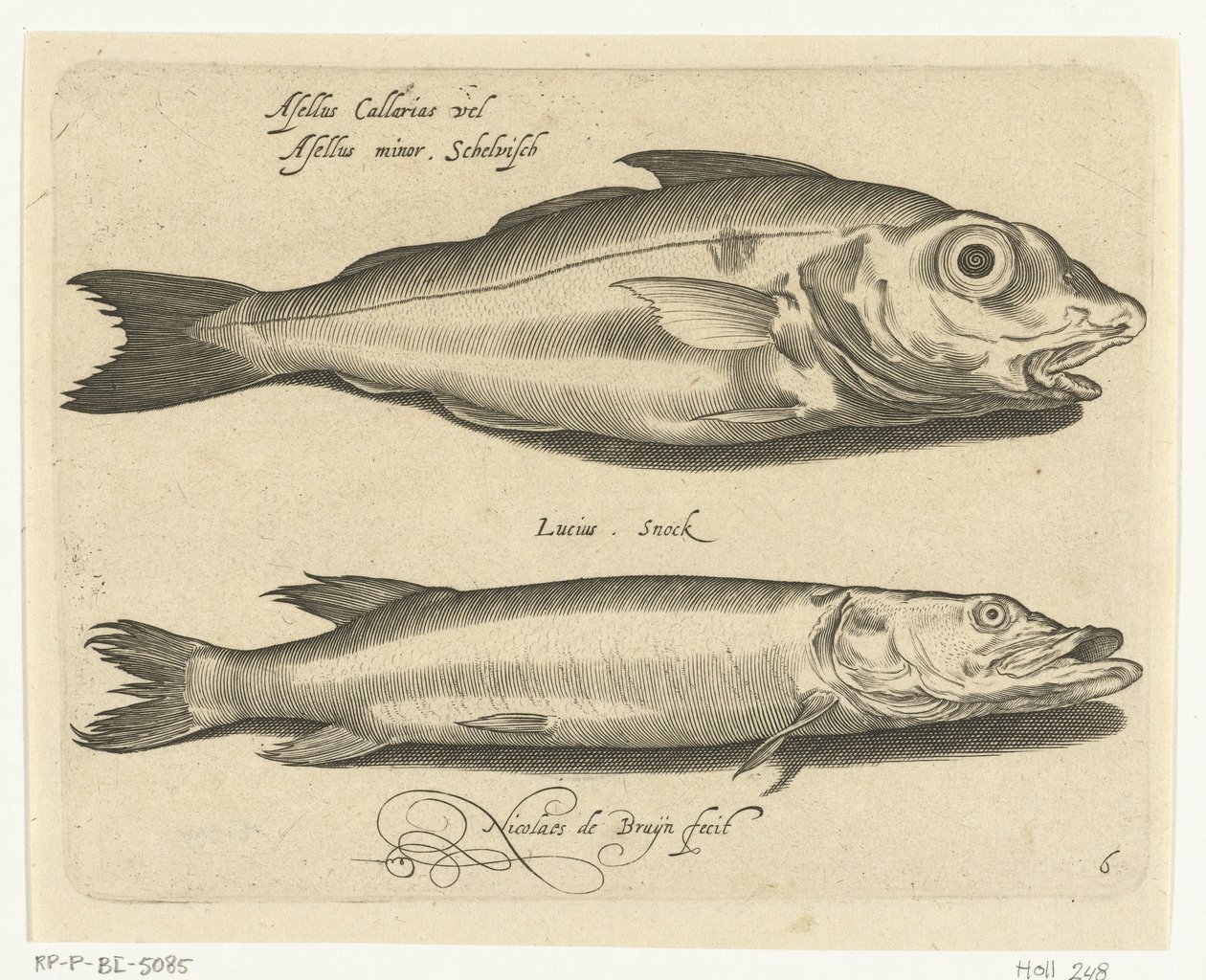 Abadejo y lucio Libelivs miscelánea Genera piscium complectens (título de la serie) Peces de agua dulce, peces marinos, ranas, crustáceos y criaturas marinas (título de la serie) de Nicolaes de Bruyn