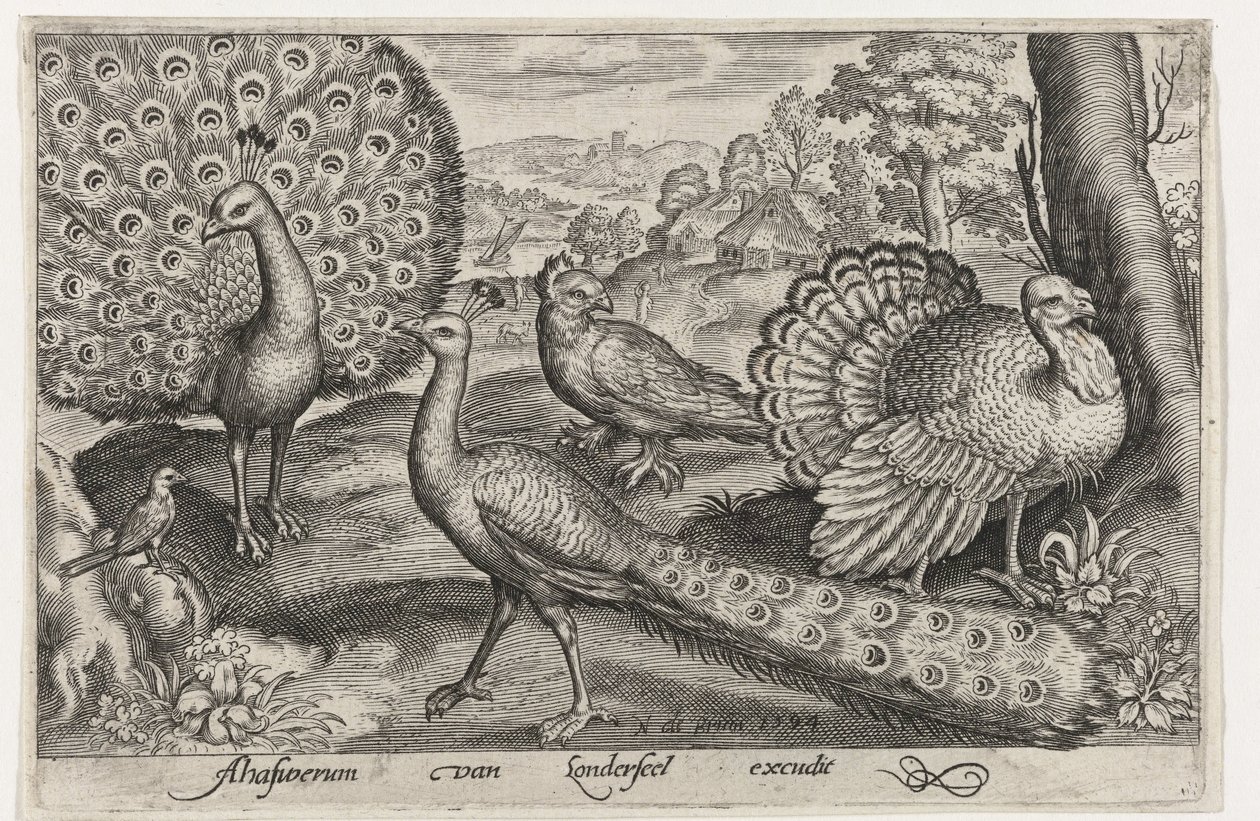 Dos pavos reales y pavo Pájaros e insectos (título de la serie) de Nicolaes de Bruyn