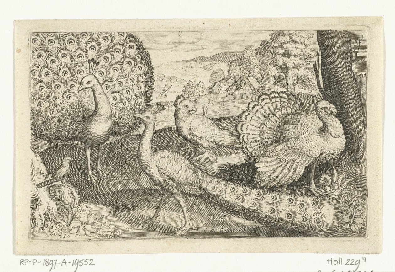 Dos pavos reales y pavo Pájaros e insectos (título de la serie) de Nicolaes de Bruyn