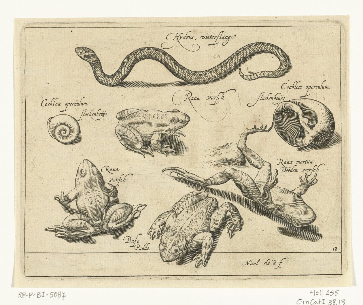 Serpiente de agua, ranas y sapos Libelivs miscelánea Genera piscium complectens (título de la serie) Peces de agua dulce, peces marinos, ranas, crustáceos y criaturas marinas (título de la serie) de Nicolaes de Bruyn