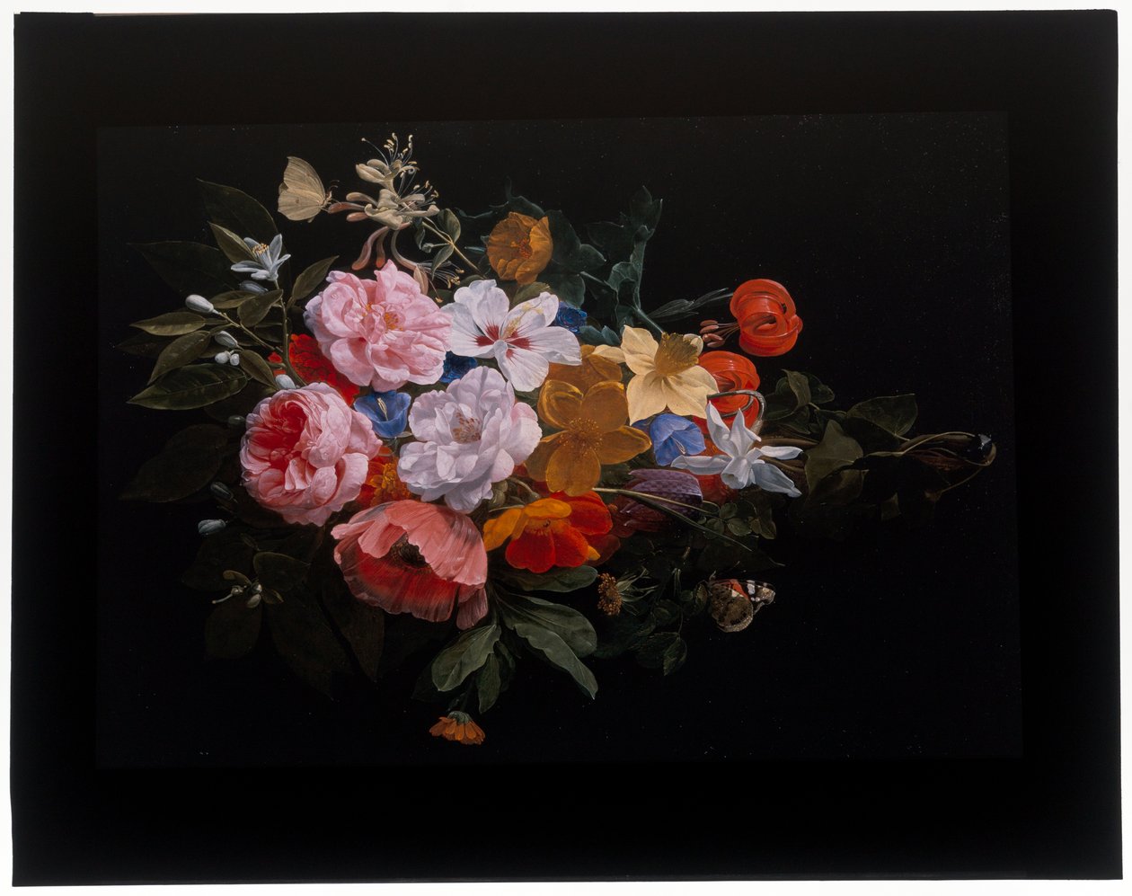 Un festón de rosas, madreselva, lirios, narcisos, caléndula, una fritillaria cabeza de serpiente... de Nicolaes van Veerendael
