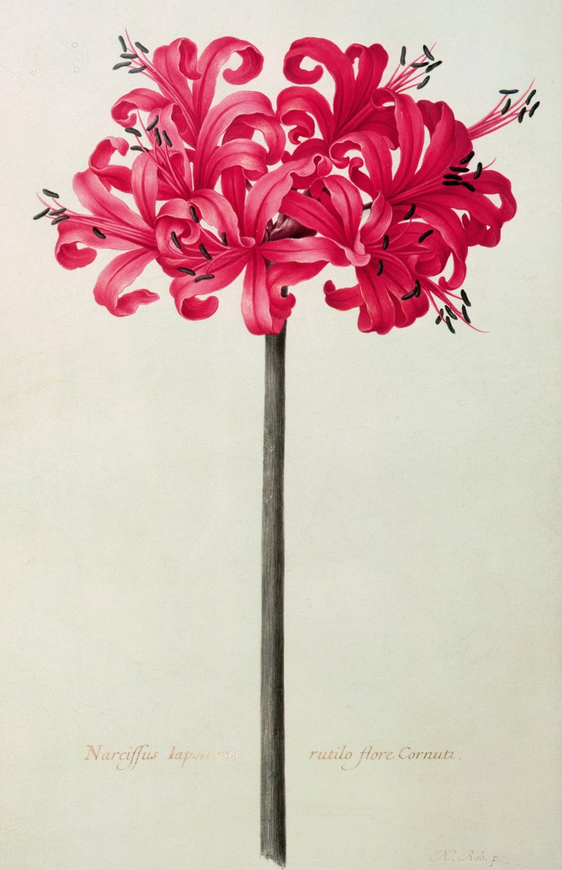 Amaryllis Sarniensis, o Narciso de Nicolas Robert