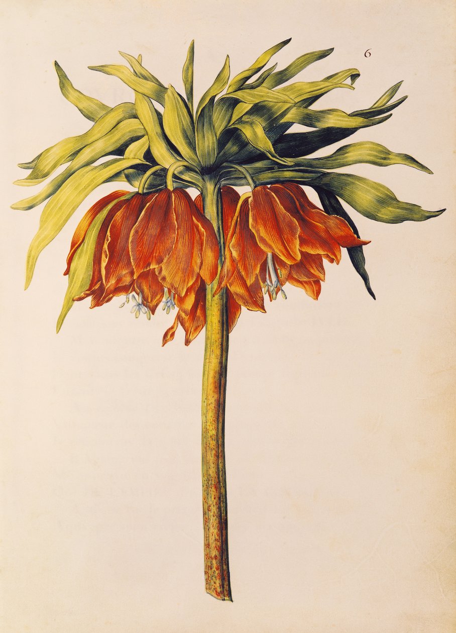 Lirio imperial o fritilaria, de 