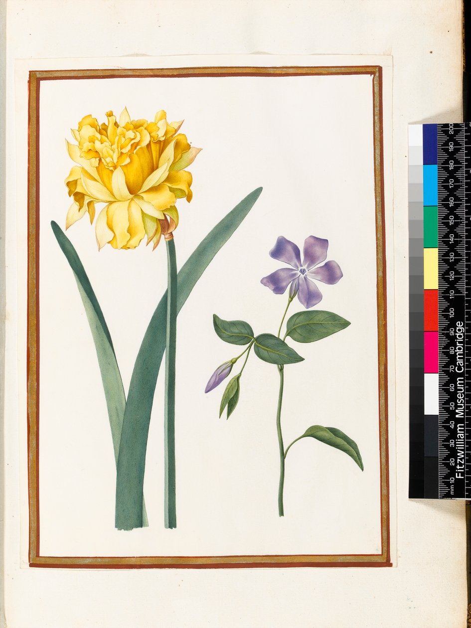 Narciso Doble y Pervinca de Nicolas Robert