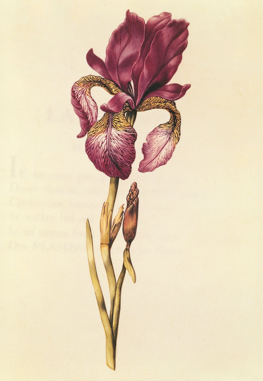 Iris, de 