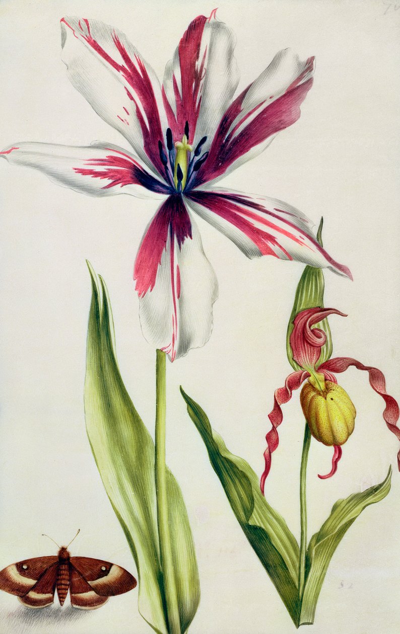 Orquídea, tulipán y mariposa, c.1675 de Nicolas Robert