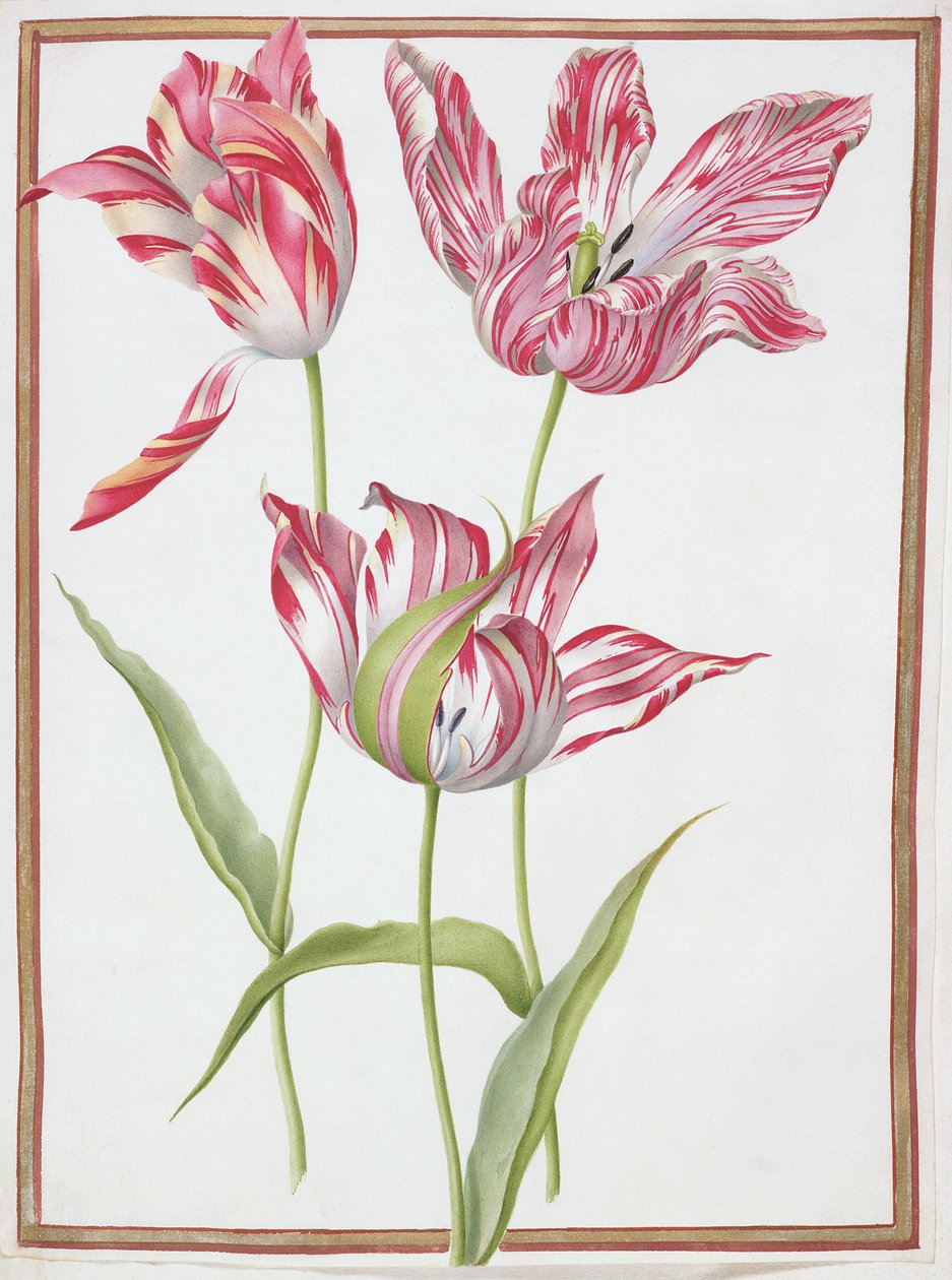 Tres tulipanes 