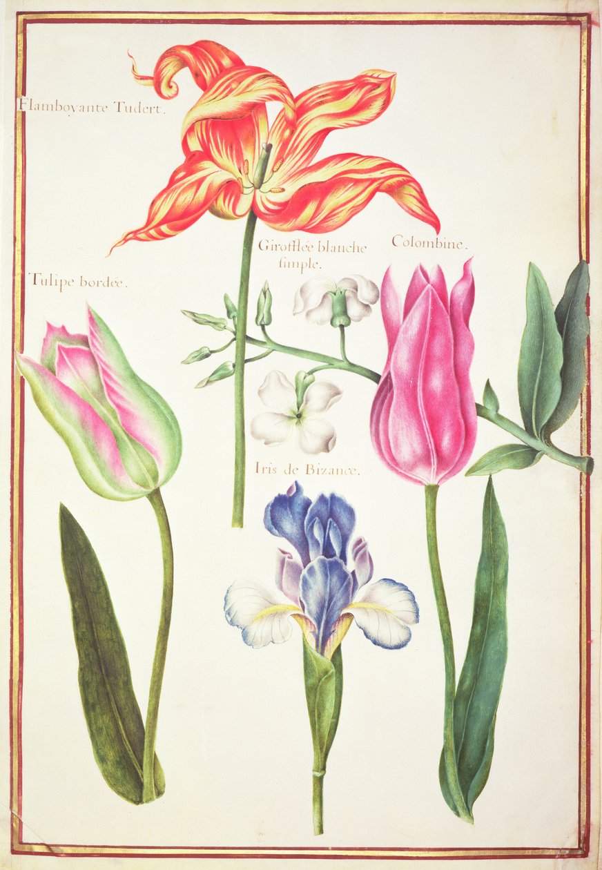 Estudios de flores: Tulipanes e Iris azul de Nicolas Robert