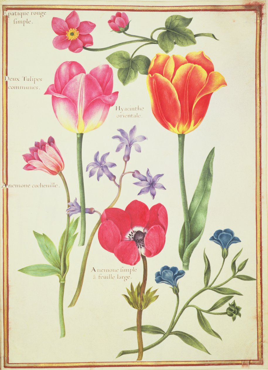 Estudios de Flores de Nicolas Robert
