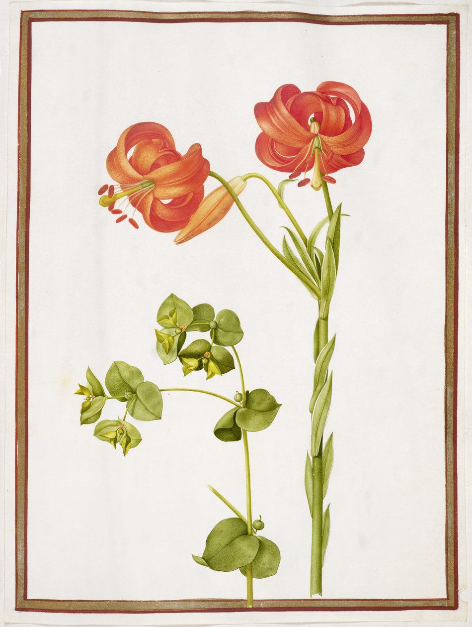 PD.109-1973.f9 (LtoR) Euphorbia y Lilium Chalcedonicum de Nicolas Robert
