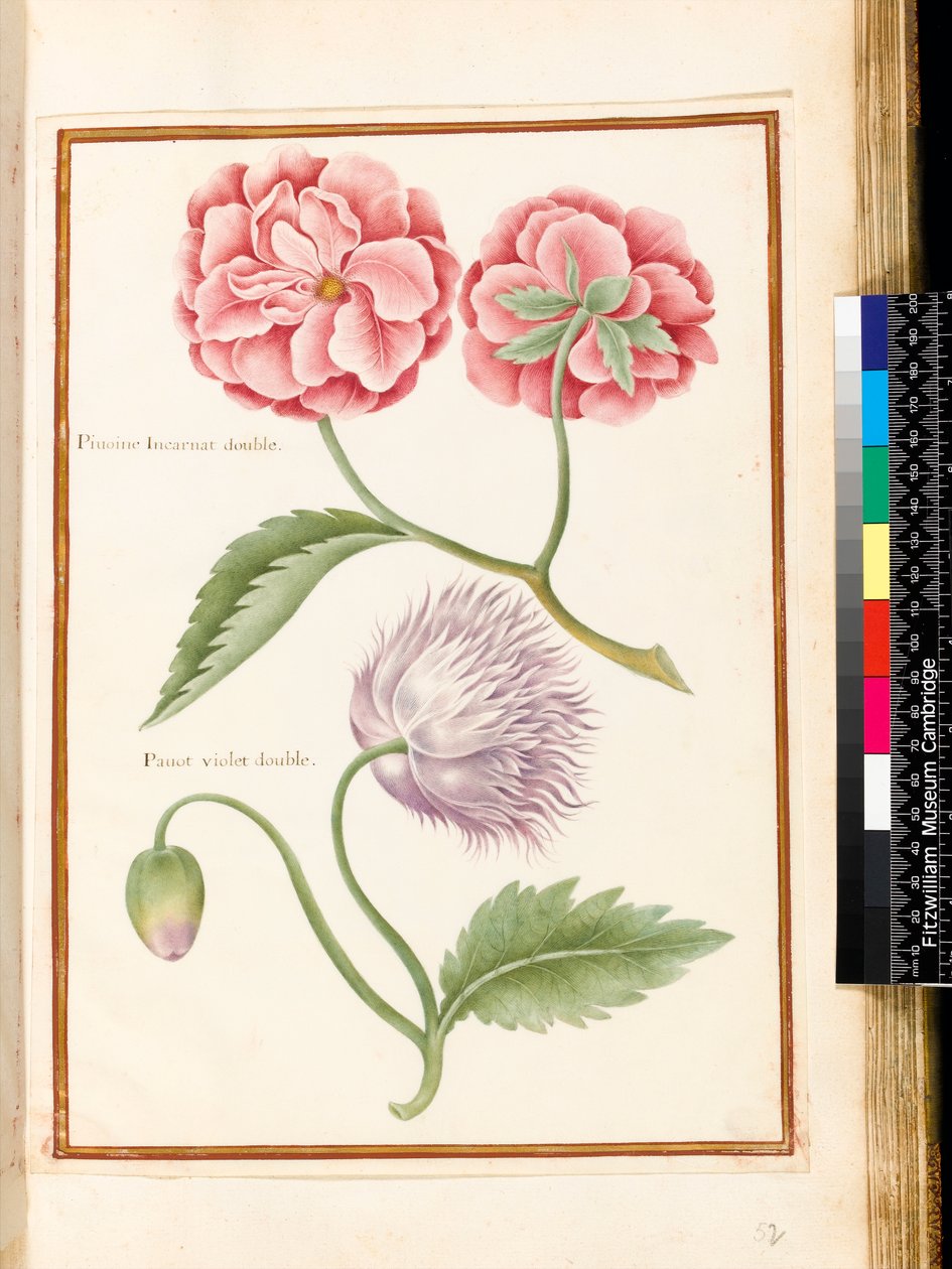 Peonía y amapola doble de Nicolas Robert