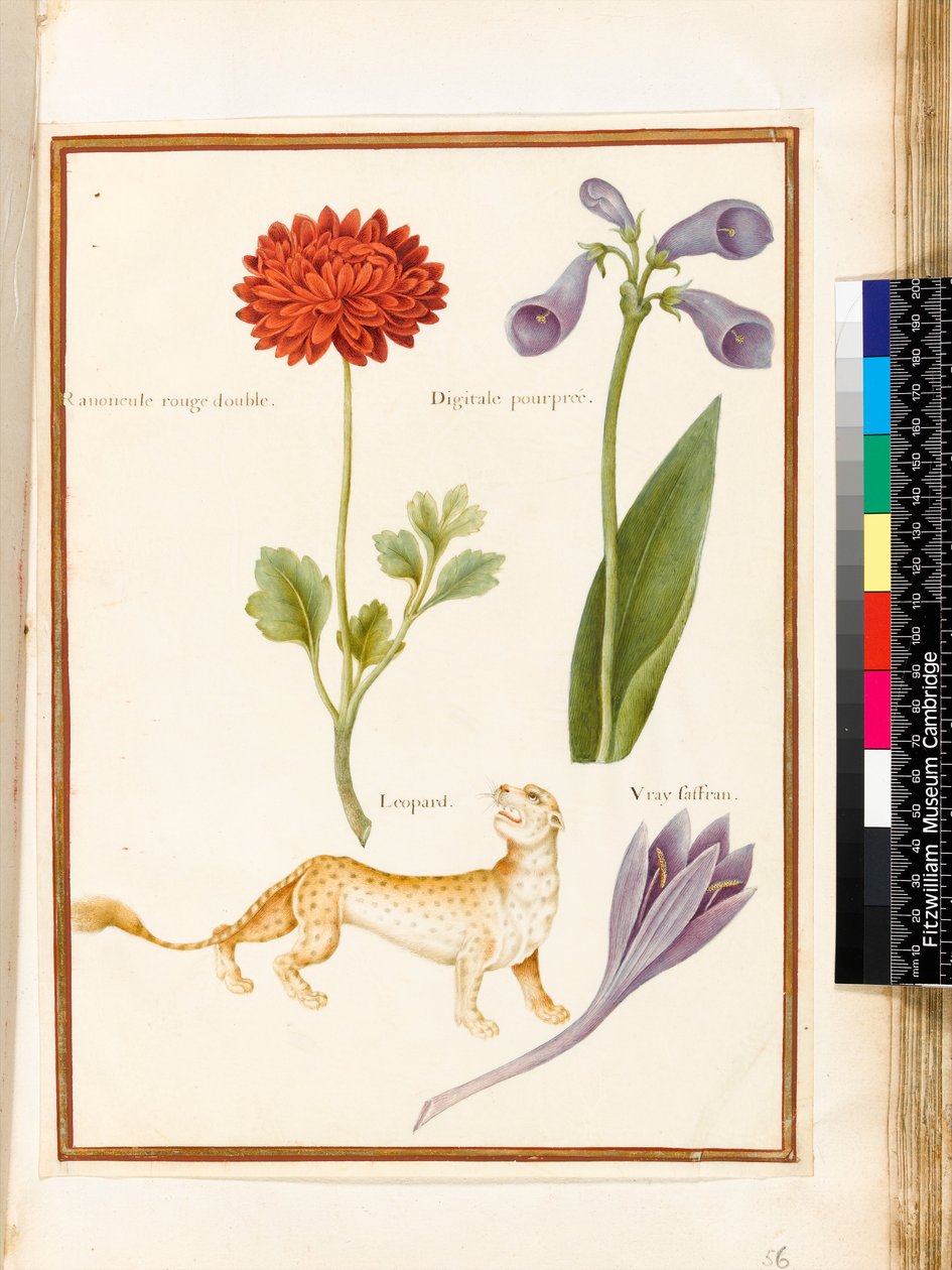 Ranúnculo, Dedalera, Azafrán de Prado y un Leopardo de Nicolas Robert
