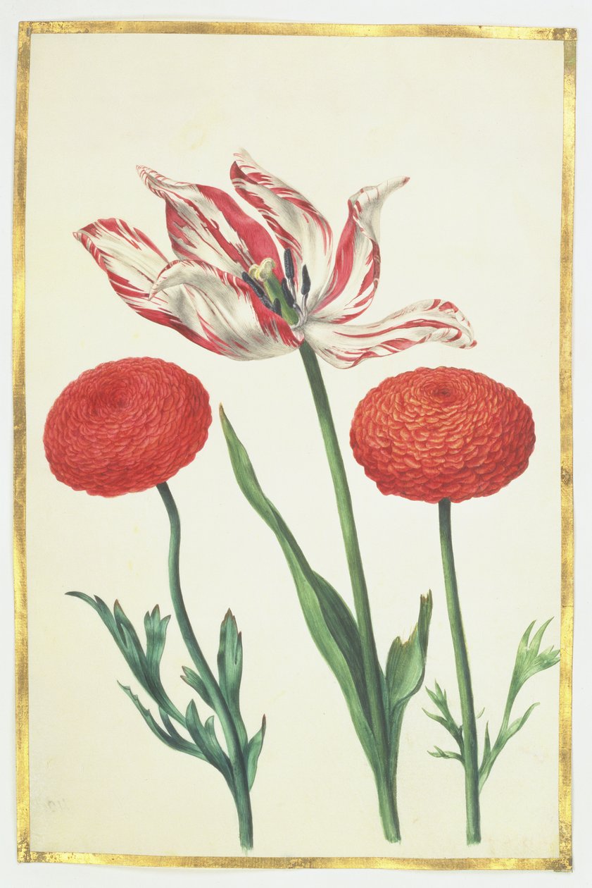 Tulipanes y Dalias, c.1675 de Nicolas Robert