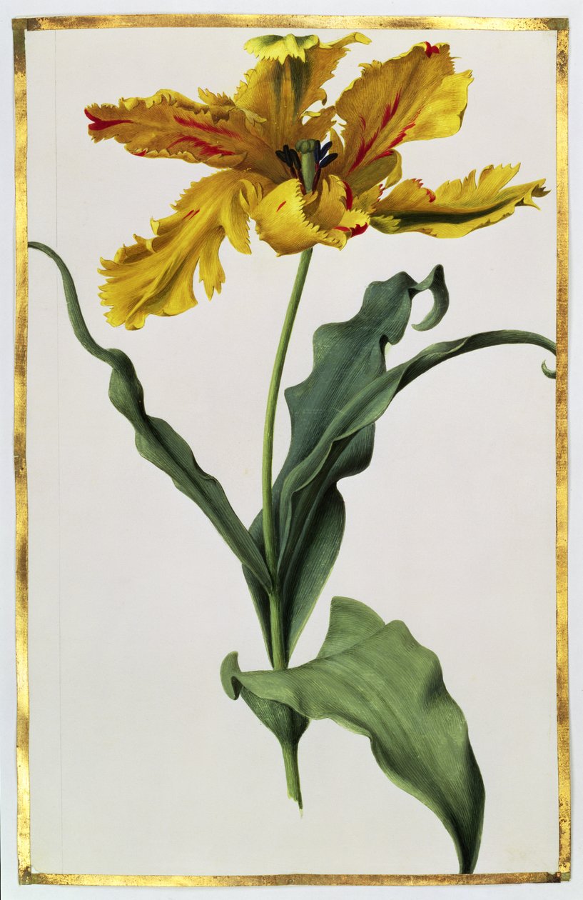 Tulipán, c.1675 de Nicolas Robert