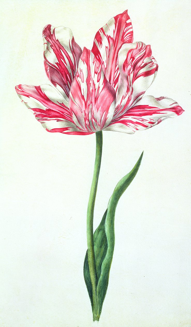 Tulipán, c.1675 de Nicolas Robert