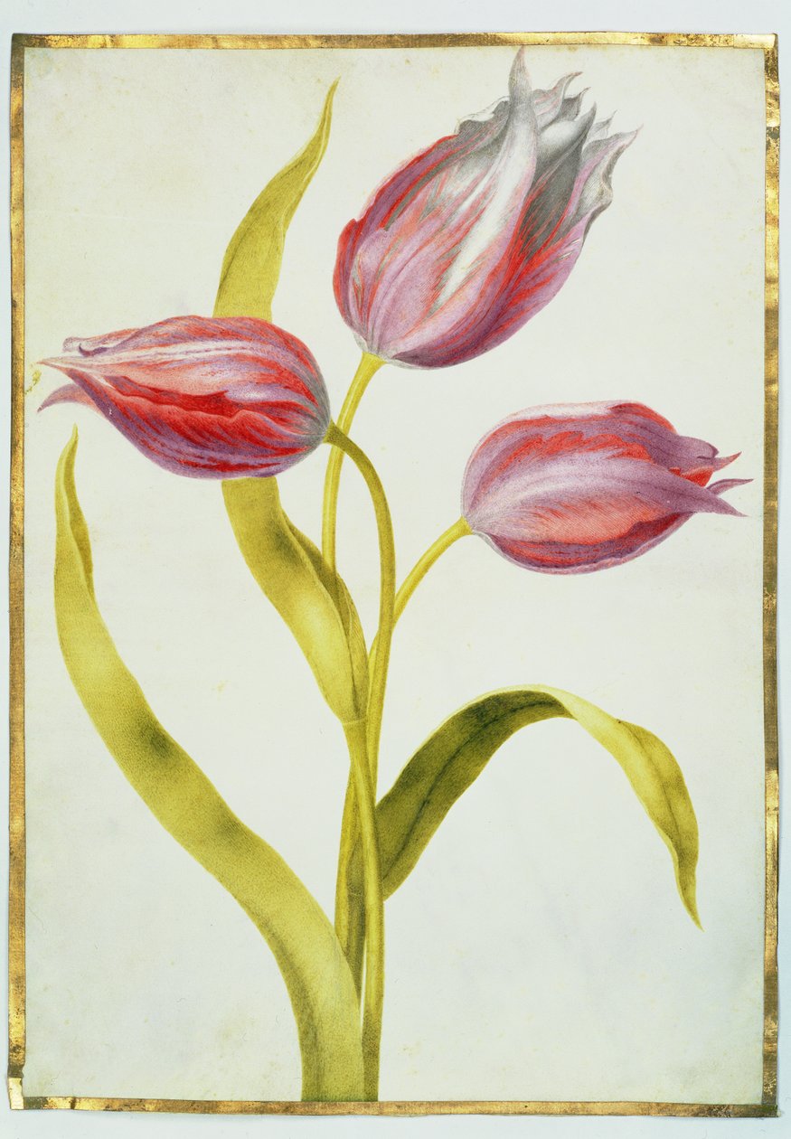 Tulipanes, c.1675 de Nicolas Robert