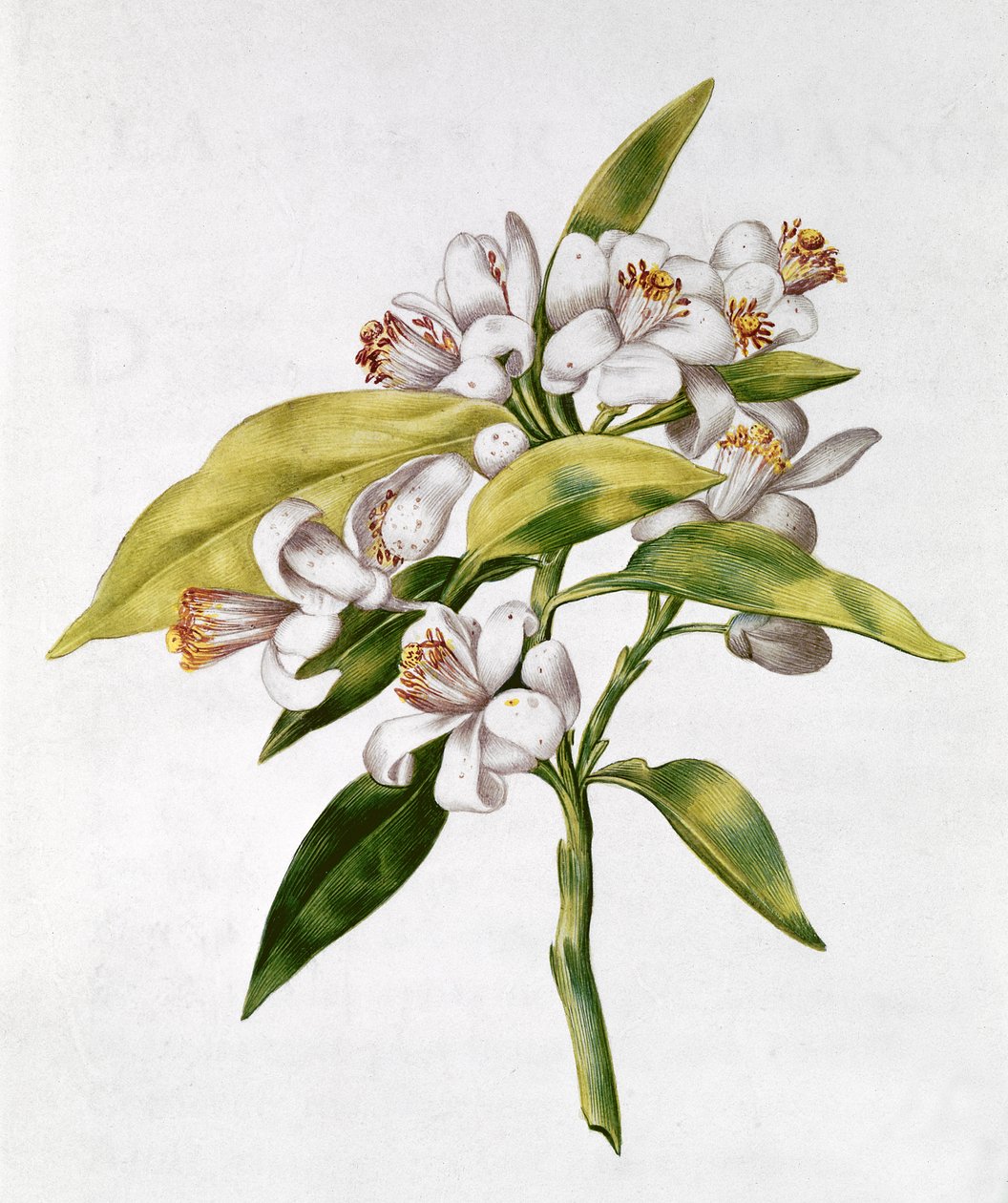 fol.71 Flor de naranjo, de 