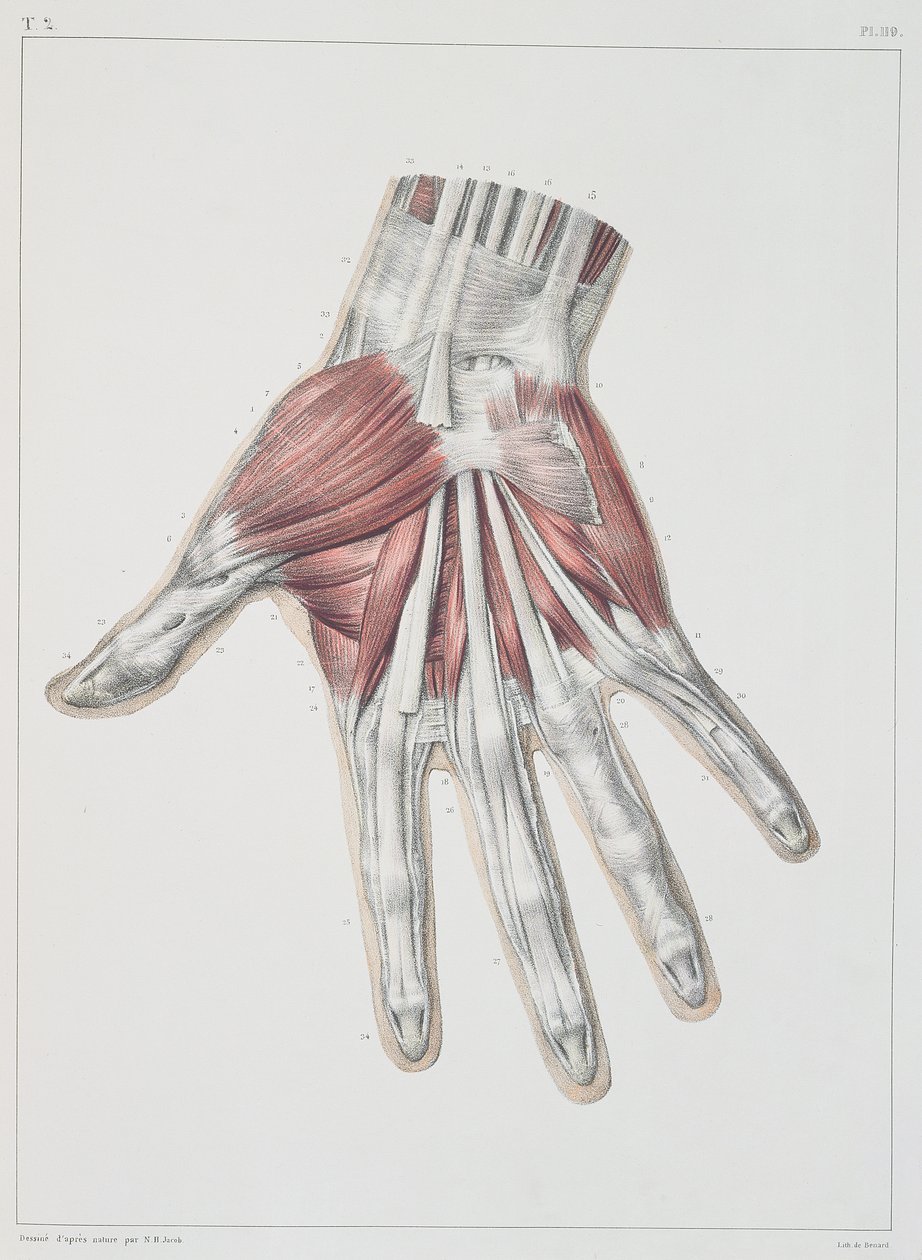 Musculatura de la mano, lámina de 