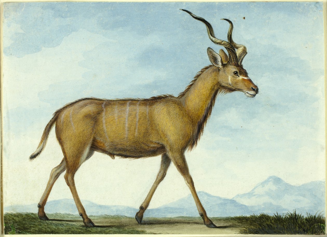 Un Kudu de Nicolas Hüet the Younger