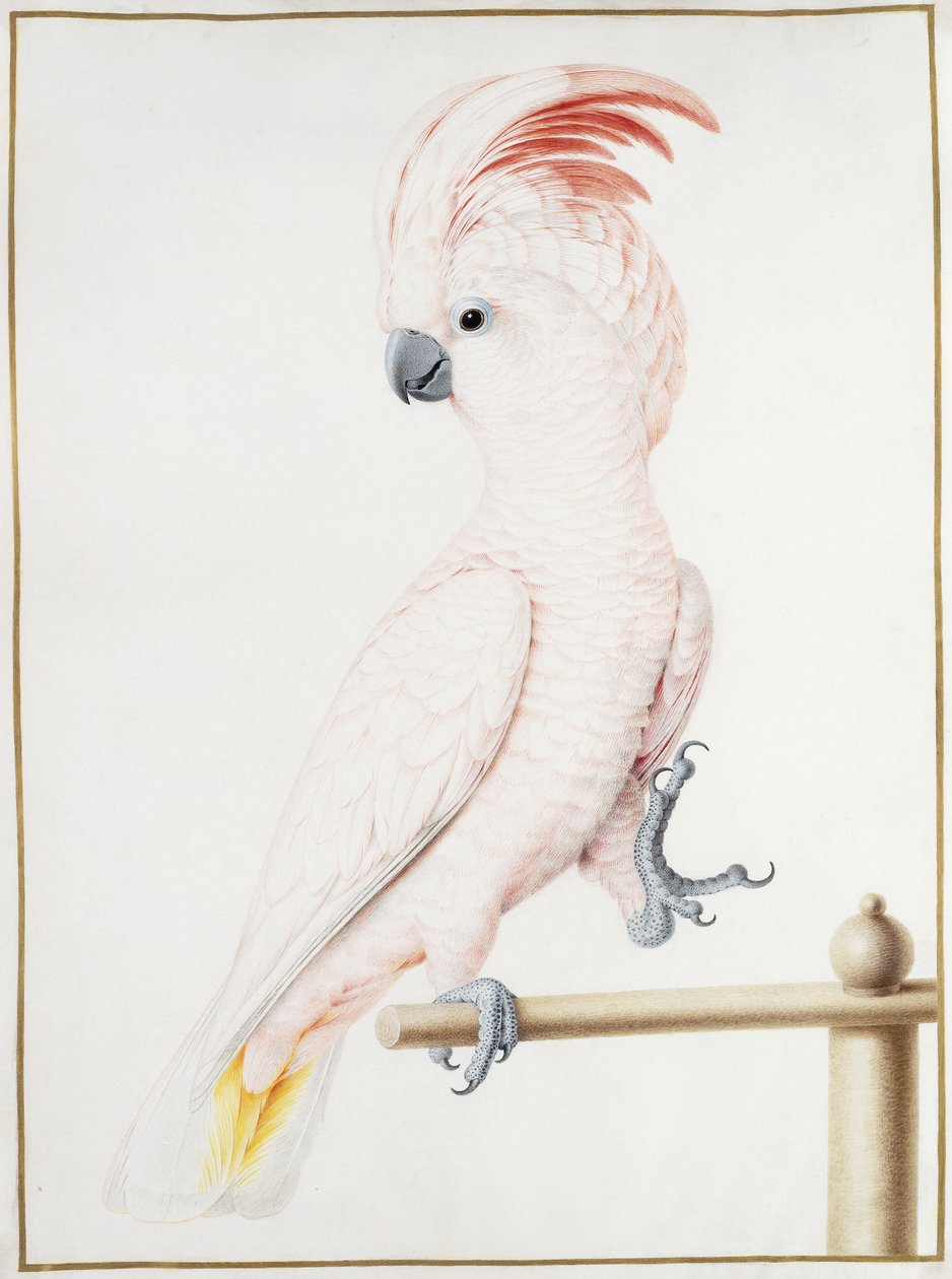 Cacatúa de Major Mitchell de Nicolas Robert
