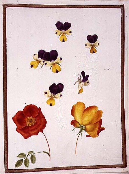 PD.109-1973.f15 Seis Cabezas de Pensamientos y Dos Rosa Foetida (Briosa Austriaca) de Nicolas Robert