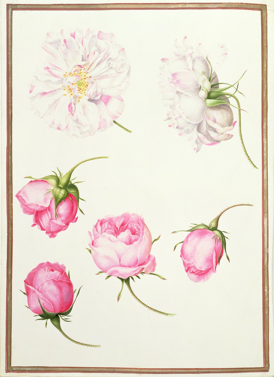 Seis cabezas de rosas antiguas de Nicolas Robert