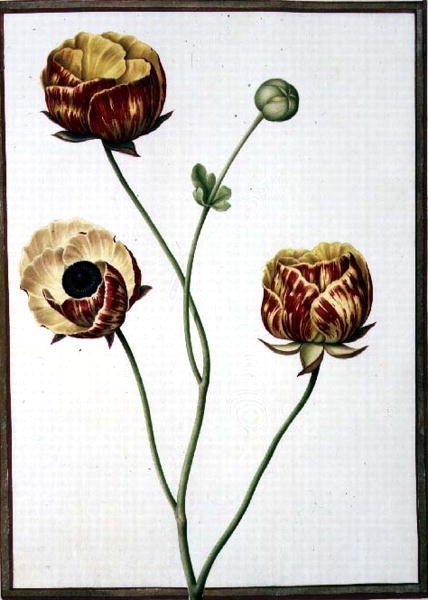 Ranunculus asiaticus de Nicolas Robert