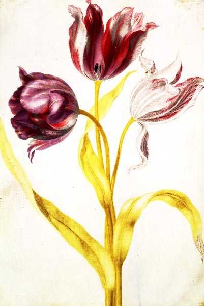 Tulipanes, c.1675 de Nicolas Robert