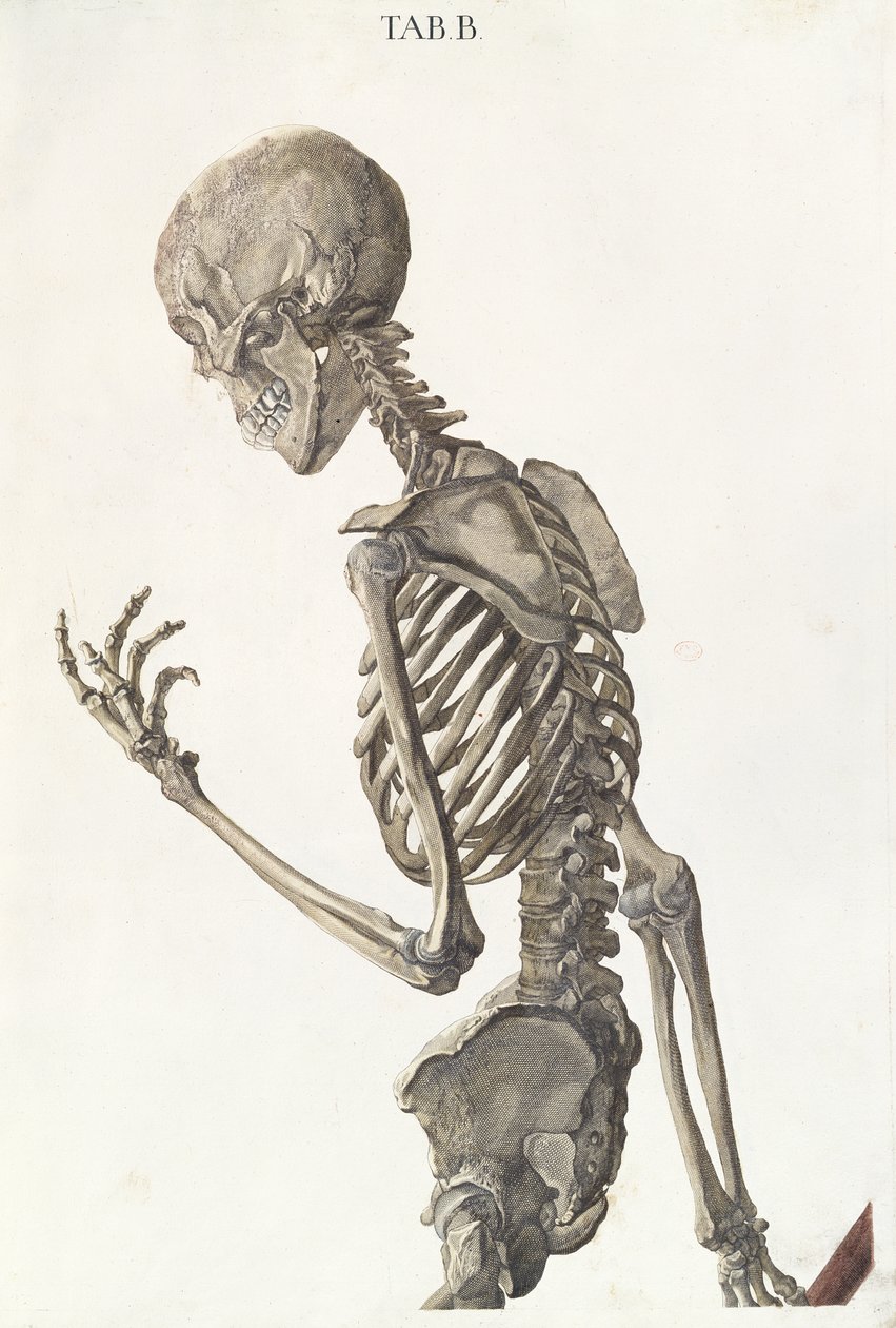 Huesos del esqueleto, de Tabulae Osteologicae por Christoph Jacob Trew (1695-1769) grabado por G. Lichtensteger, 1740 de Nikolaus Friedrich Eisenberger