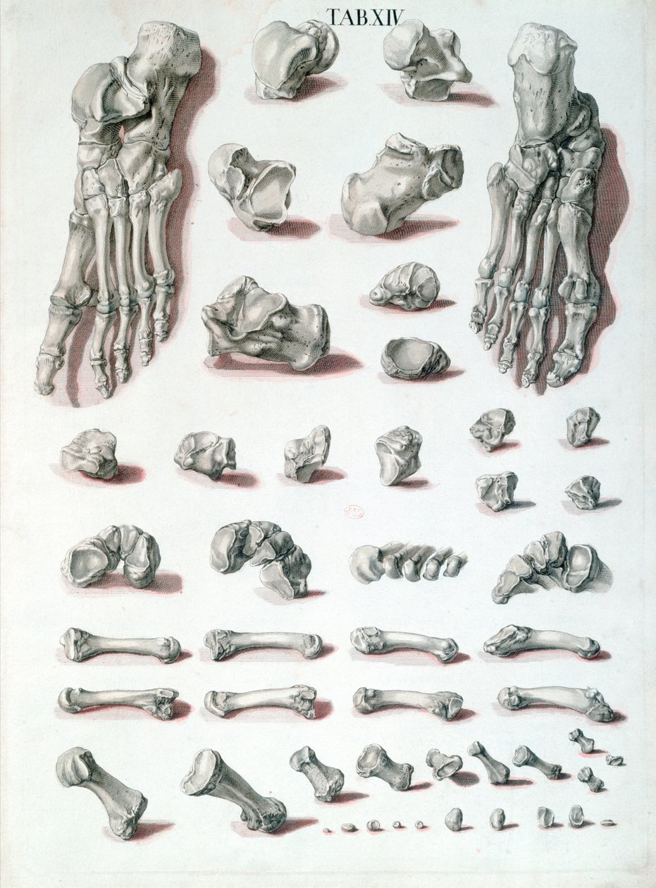 Huesos del pie, de Tabulae Osteologicae por Christoph Jacob Trew (1695-1769) grabado por G. Lichtensteger, 1767 de Nikolaus Friedrich after Eisenberger
