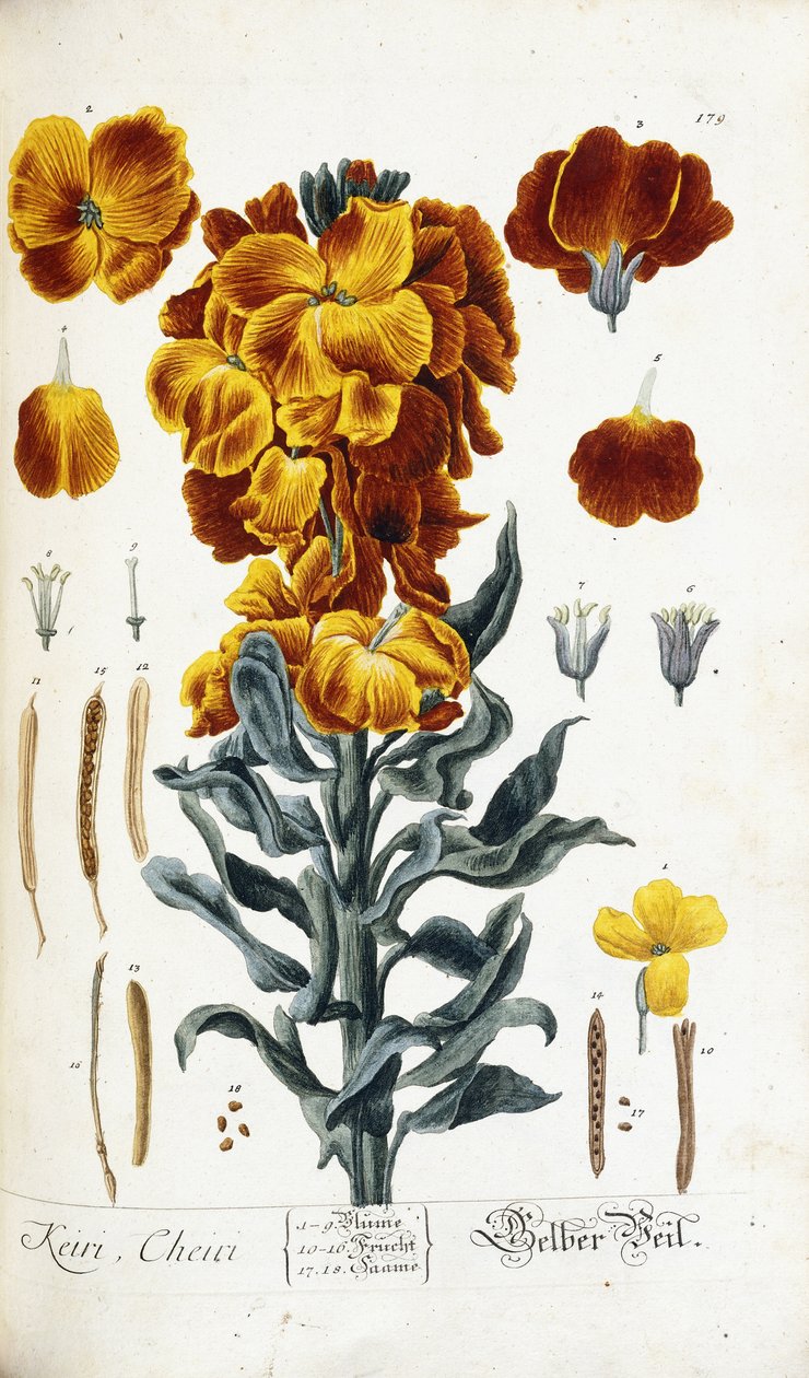 Alhelí de Nikolaus Friedrich Eisenberger