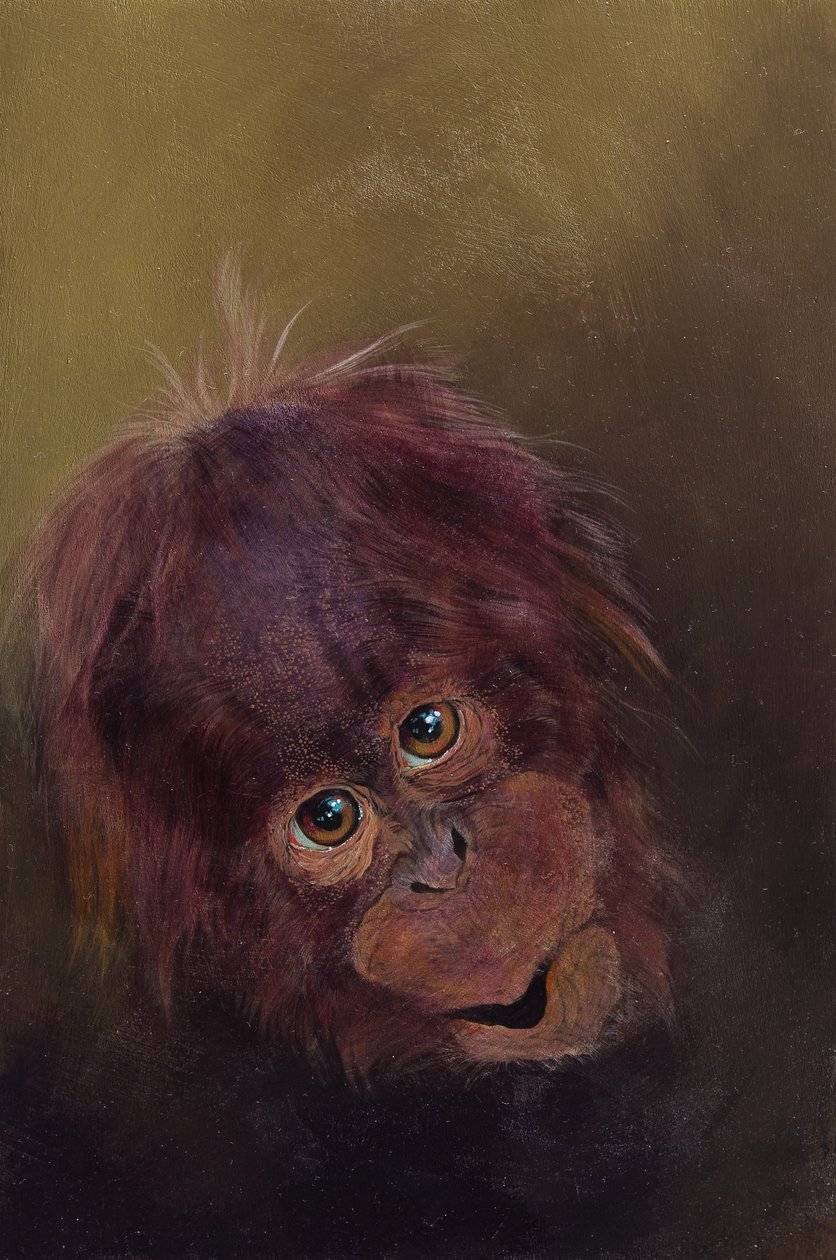 Bebé orangután 2, 2010 (acrílico sobre madera) de Odile Kidd