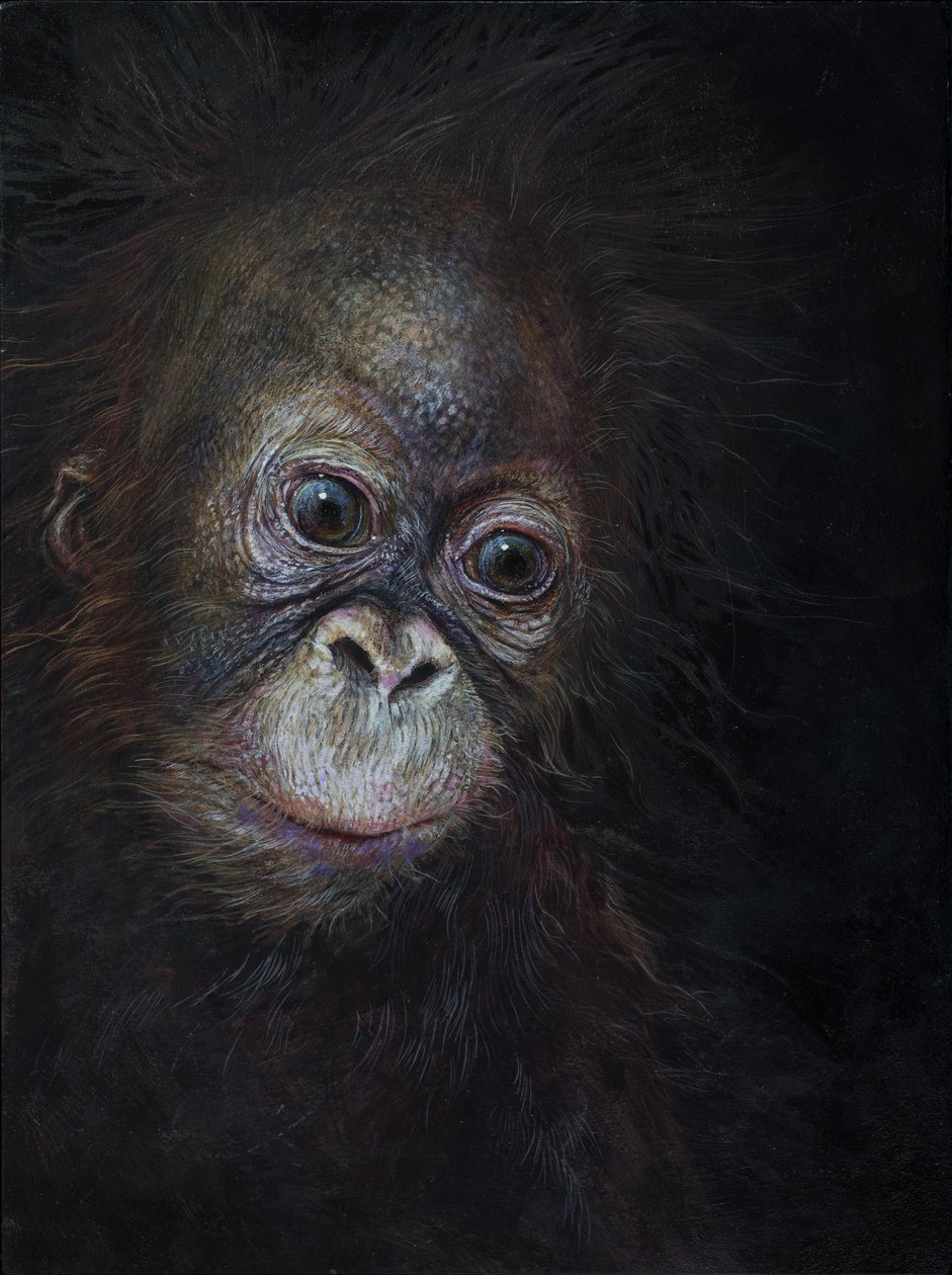Bebé orangután 3, 2015 (acrílico sobre madera) de Odile Kidd
