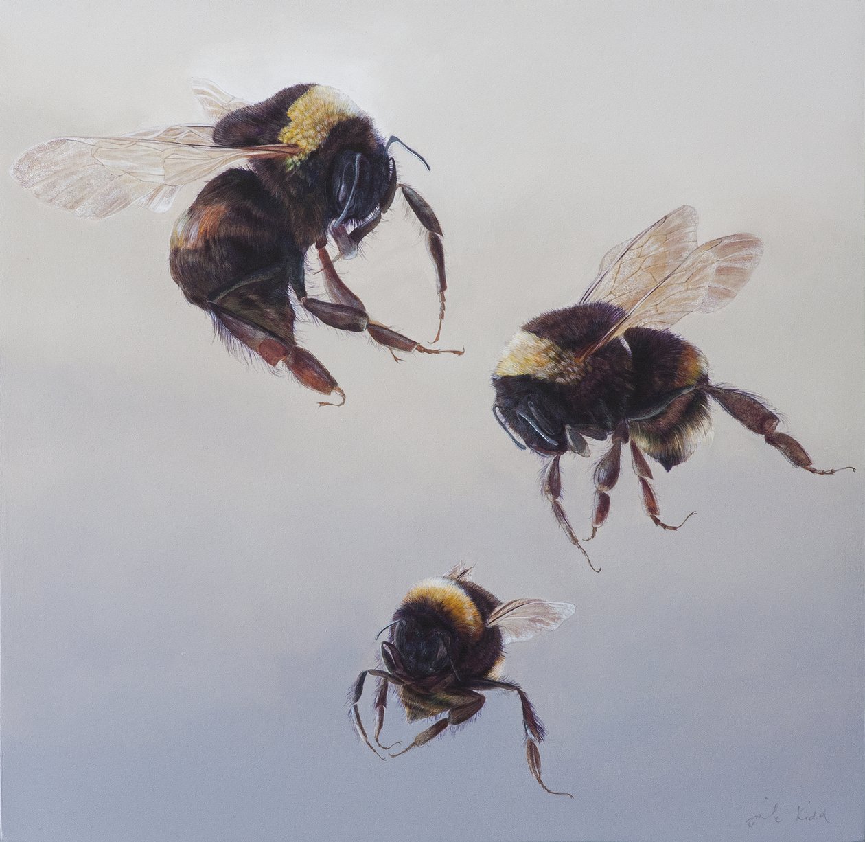 Bombus vuelo 1, 2011 (acrílico sobre madera) de Odile Kidd