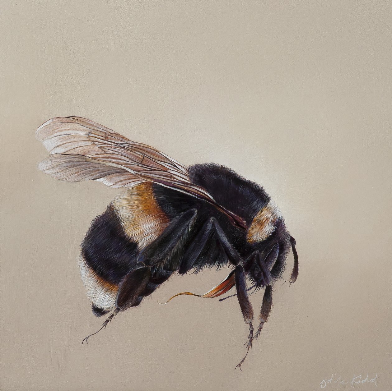 Bombus terrestis 8, 2013 (acrílico sobre madera) de Odile Kidd