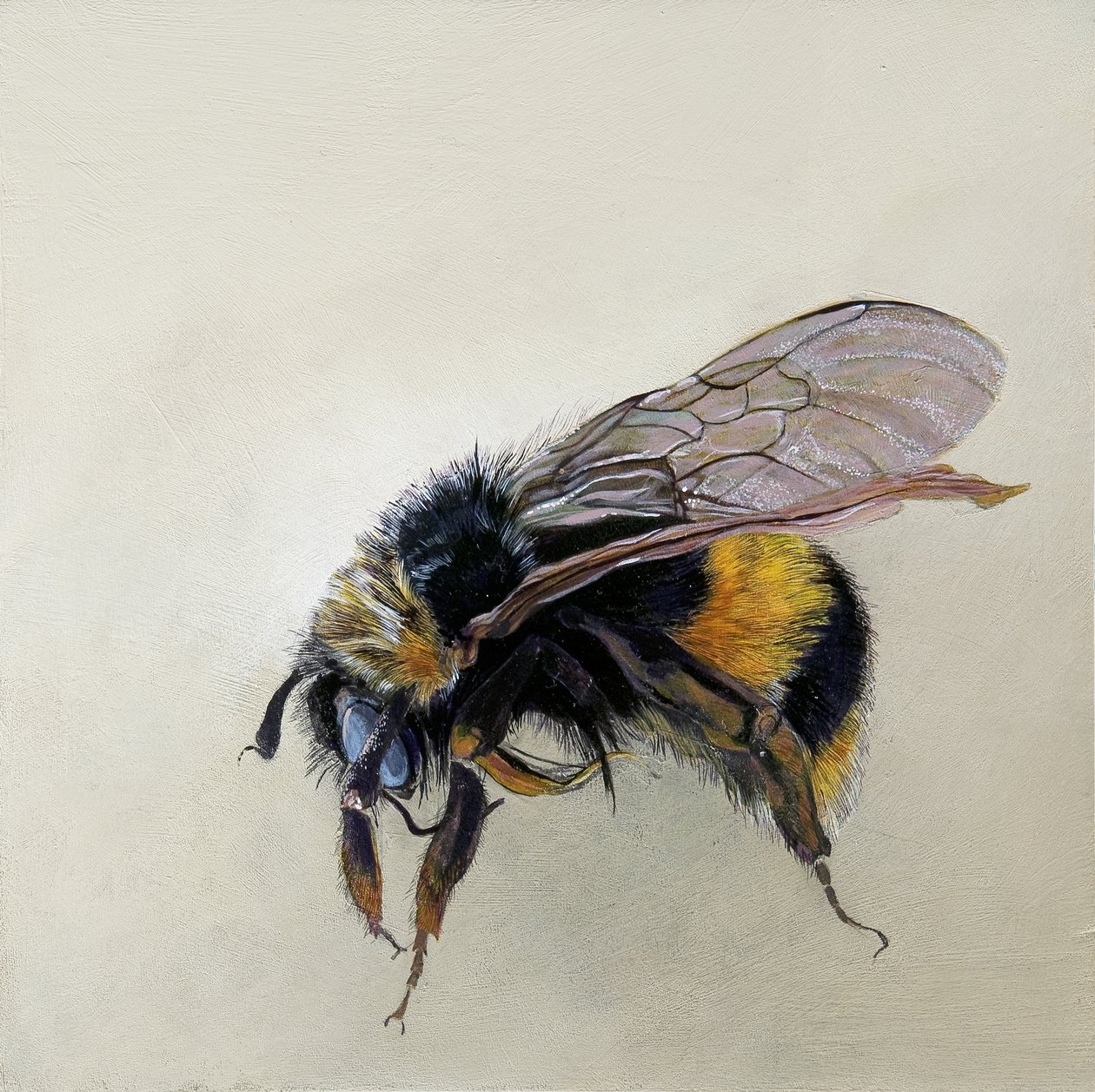 Bombus terrestris 1 (b), 2008 (acrílico sobre madera) de Odile Kidd