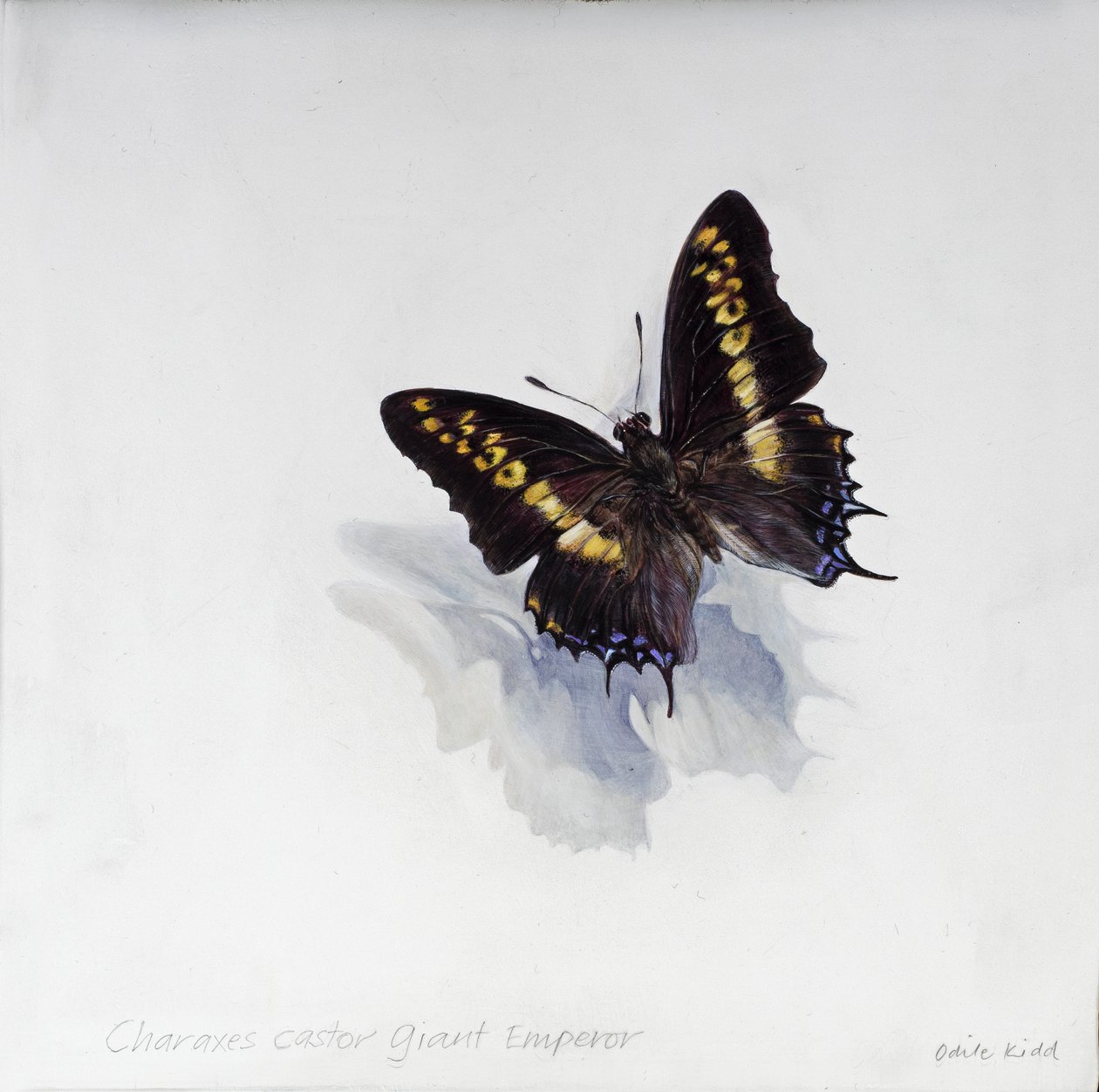 Charaxes castor, emperador gigante, 2014 (acrílico sobre madera gessoed) de Odile Kidd