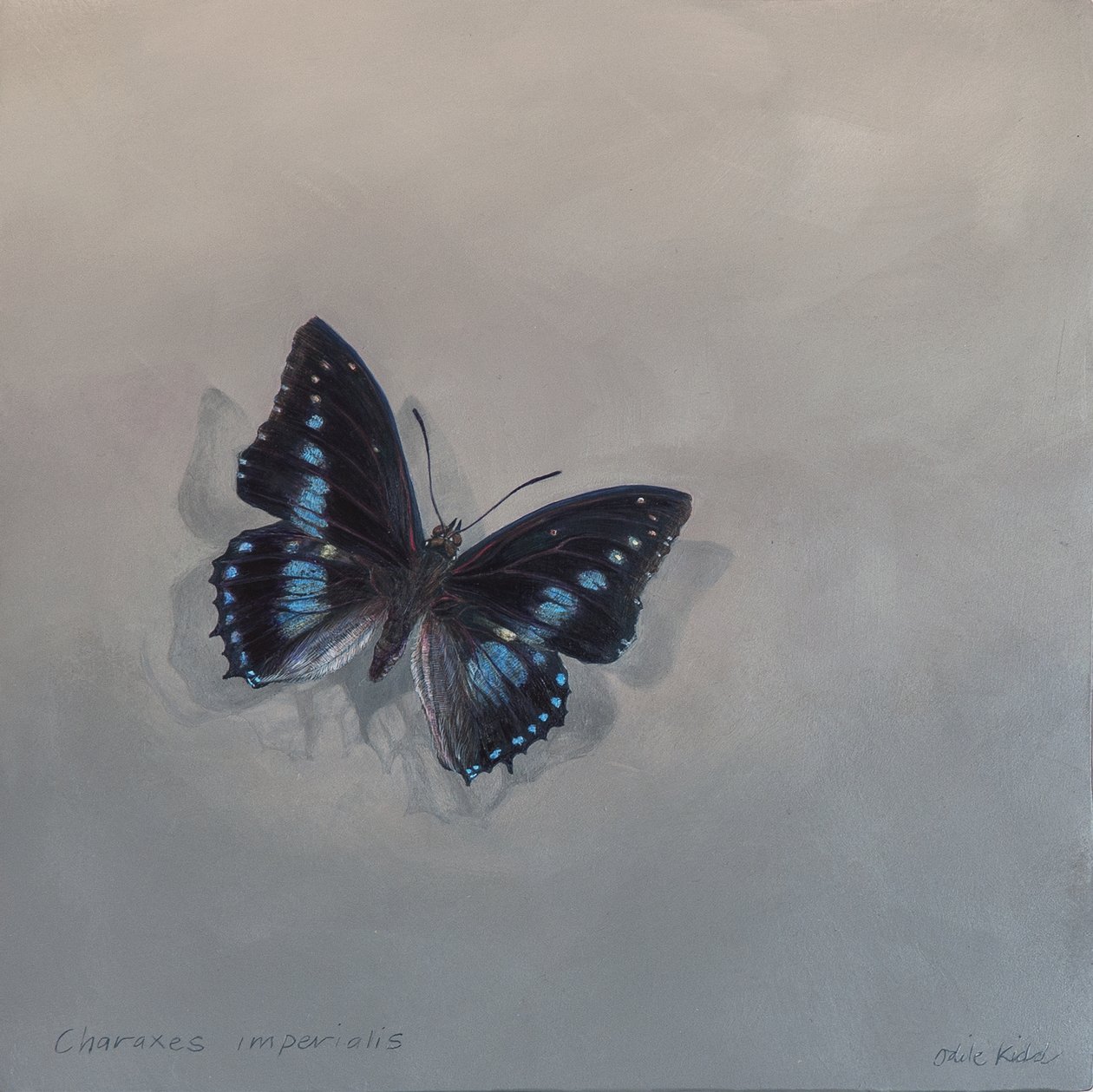 Charaxes imperialis 1 (a), 2014 (acrílico sobre madera) de Odile Kidd