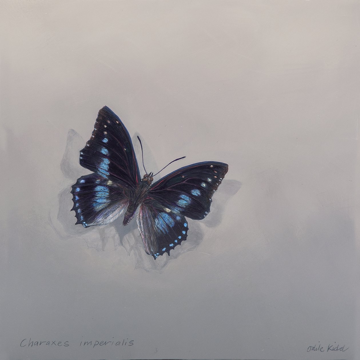 Charaxes imperialis 1 (b), 2014 (acrílico sobre madera) de Odile Kidd