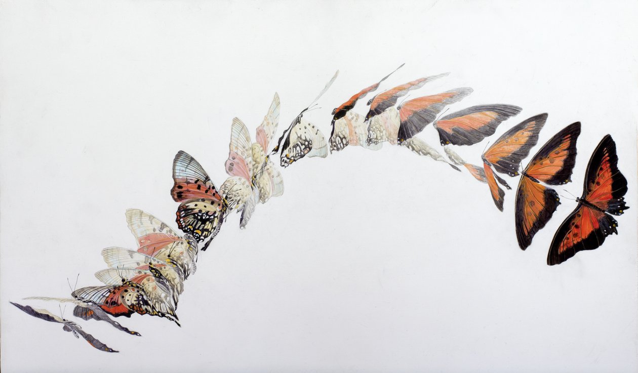 Charaxes zingha patrón de vuelo, 2016 (acrílico sobre madera gessoed) de Odile Kidd