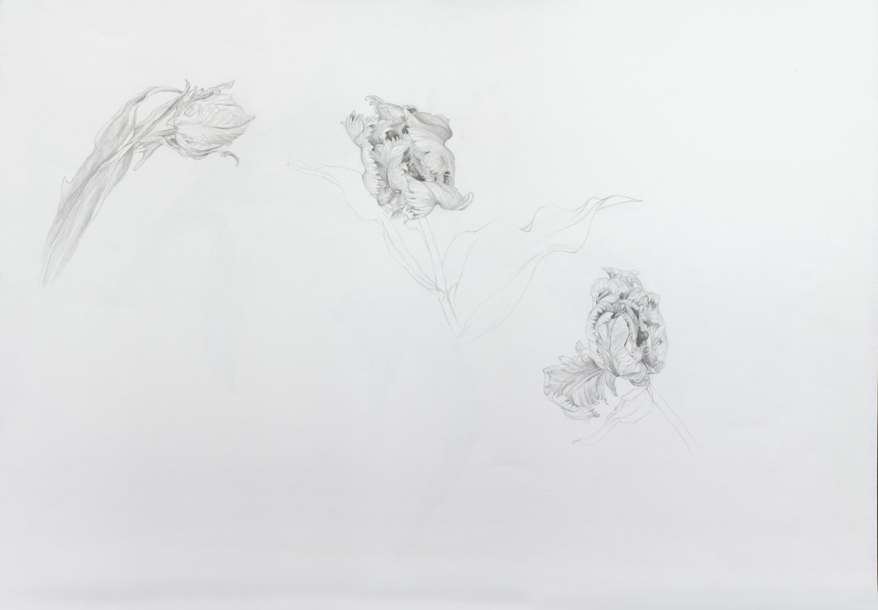 Estella rijnveld 1, 2013 (lápiz sobre papel cartulina) de Odile Kidd