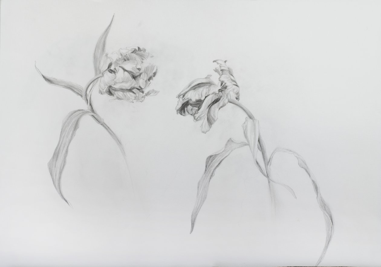 Estella rijnveld 3, 2017 (lápiz sobre papel cartulina) de Odile Kidd