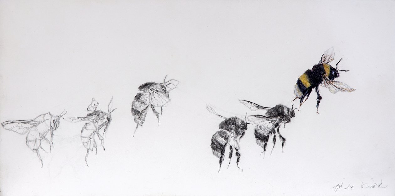 Patrón de vuelo, 2014 (lápiz, acrílico sobre madera gessoed) de Odile Kidd
