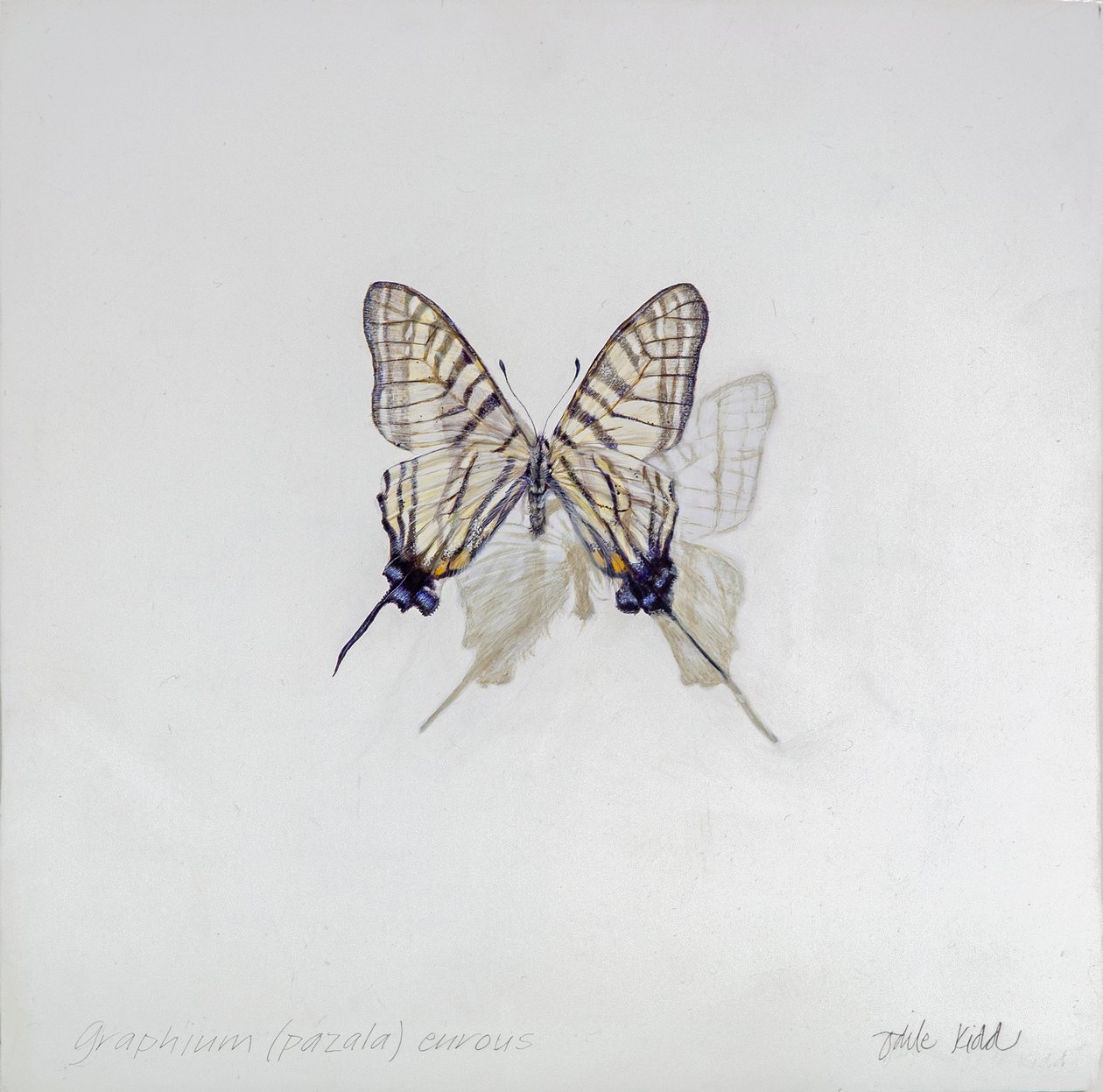 Graphium (Pazala) eurosus, 2014 (acrílico sobre madera gessoed) de Odile Kidd