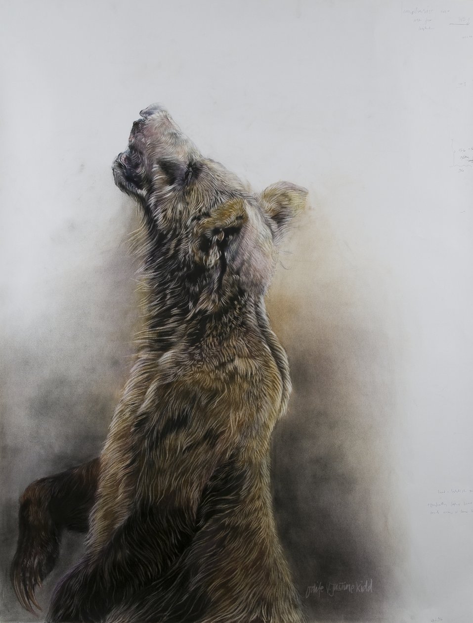 Oso pardo 3, 2009 (carboncillo, conte y pastel a la tiza sobre papel Fabriano) de Odile Kidd