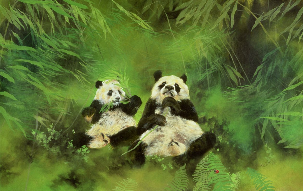 Pandas de Odile Kidd