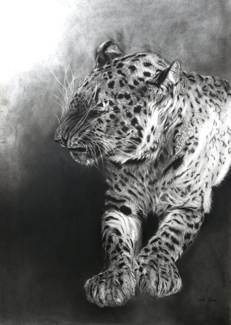 Panthera pardus 2, 2009 (carboncillo y conte sobre papel Fabriano) de Odile Kidd