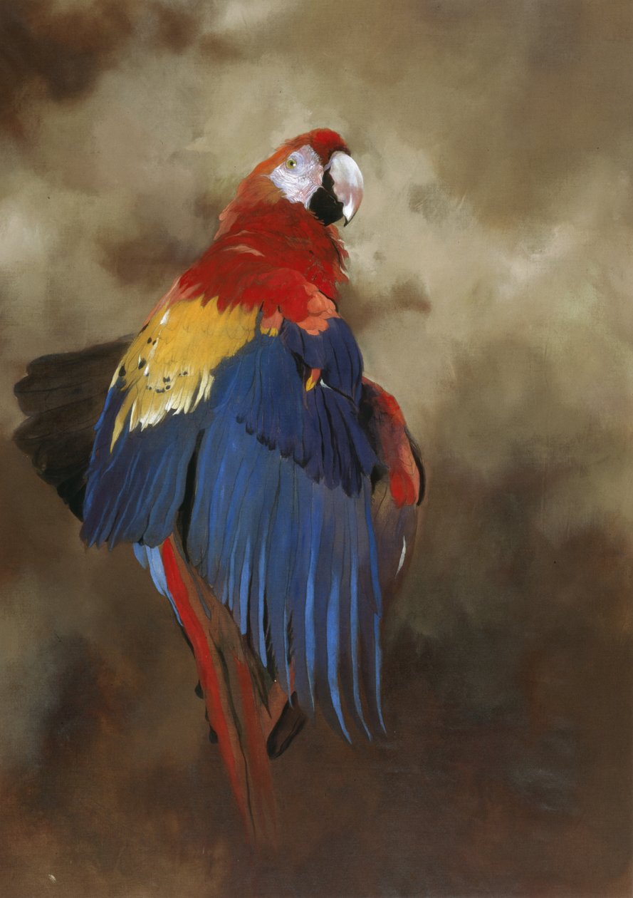Guacamayo escarlata 1, 2000 (acrílico sobre lino) de Odile Kidd